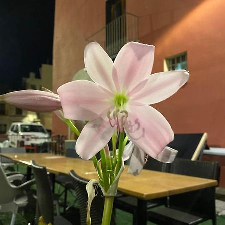 סנט מטאו Restaurant & Rooms Cabrit מראה חיצוני תמונה