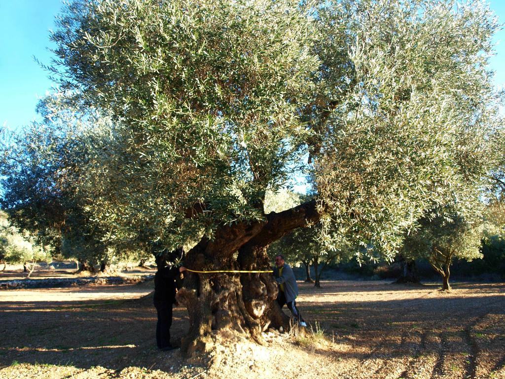 סנט מטאו Restaurant & Rooms Cabrit מראה חיצוני תמונה